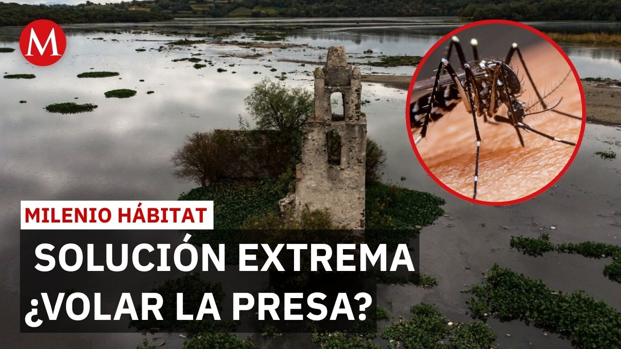 Plaga de mosquitos en presa Endhó afecta a pobladores y ganado