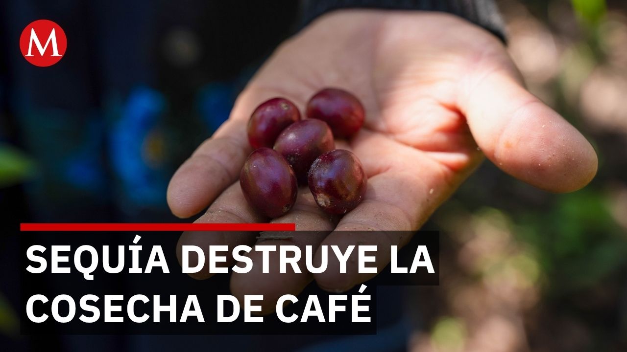 Sequía golpea cultivos de maíz y café en Costa Grande, Guerrero