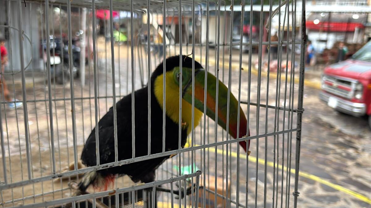 Los animales fueron puestos bajo resguardo. (Cortesía Policía de Tonalá)