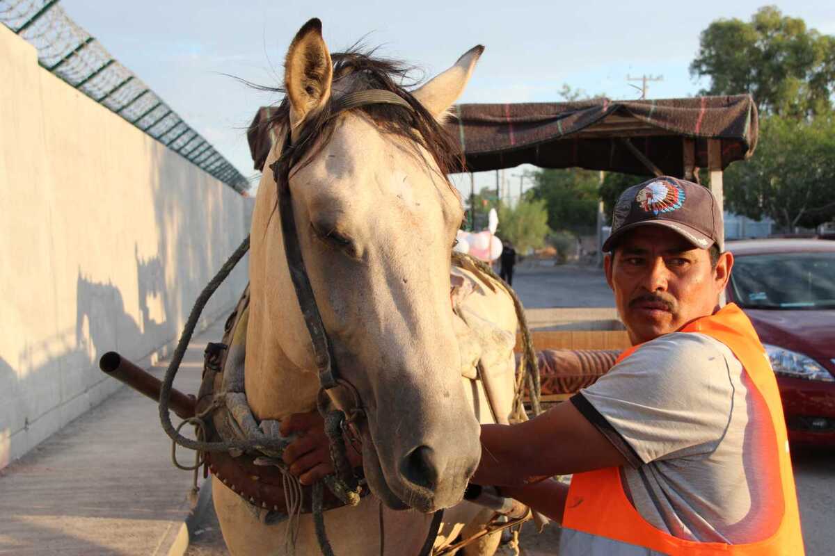 Se buscan adoptantes responsables para los equinos que dejarán las labores de carga.| Roberto Amaya.