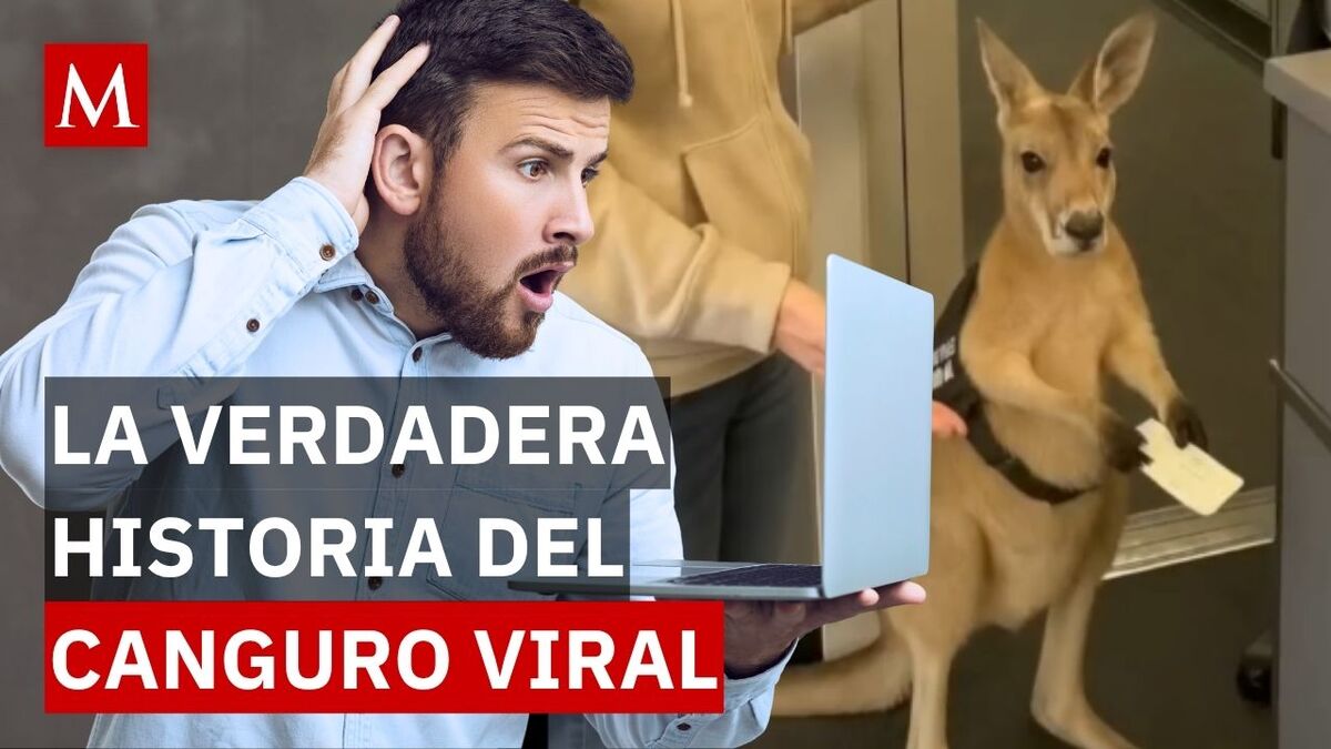La verdad del 'canguro en el avión': El video viral que engañó a internet