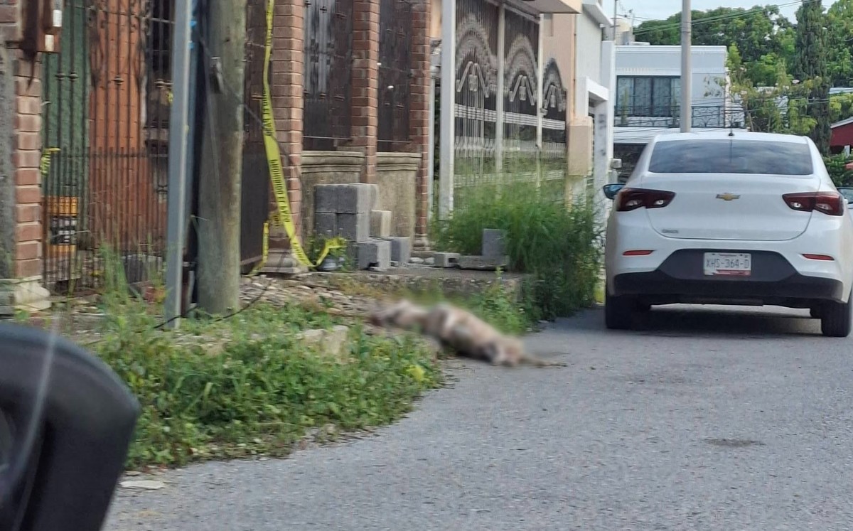 Se desconocen las razones por las que el perro quedó afuera del domicilio. | Redes Sociales