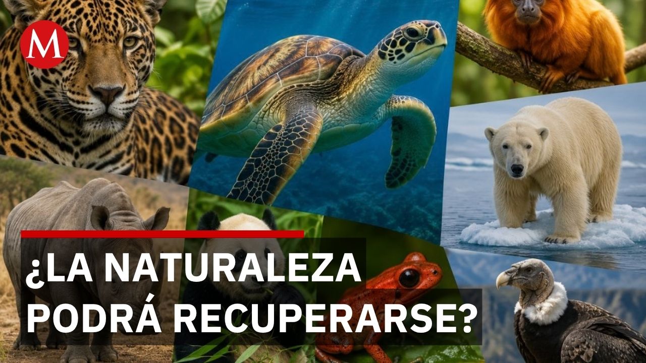 WWF México reporta pérdida del 73% de fauna silvestre en el mundo