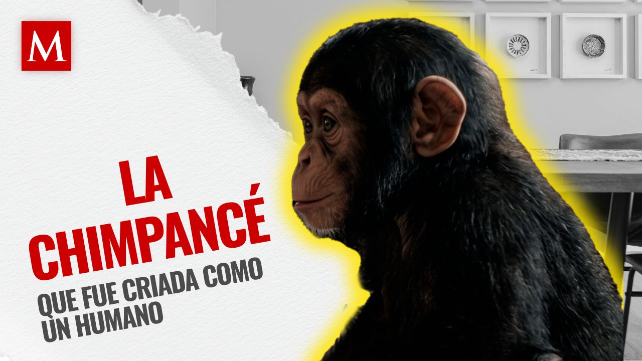 ¿Quién aprendió de quién? El experimento Kellogg con Donald y la chimpancé Gua en 1931