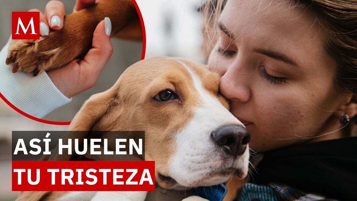 Así es como los perros pueden sentir si tienes depresión o ansiedad