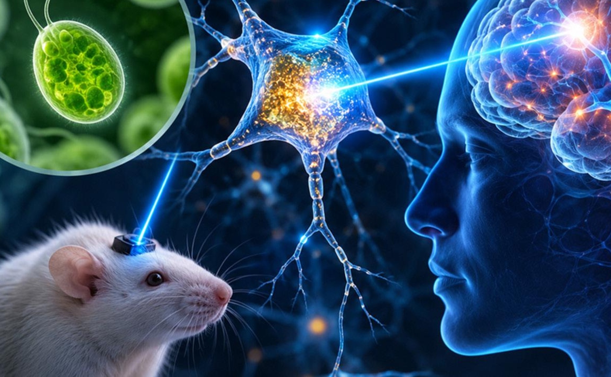 El Nobel de Medicina reconoció el descubrimiento de la canalrodopsina, proteína que permite controlar el sistema nervioso mediante la luz. (Especial)