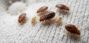Chinches de cama: ¿Cómo sacarlas de manera natural? | IA