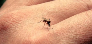 Transmitida por el mosquito Aedes aegypti, la epidemia del zika que afectó a Brasil en 2015 provocó un aumento exponencial de bebés con microcefalia