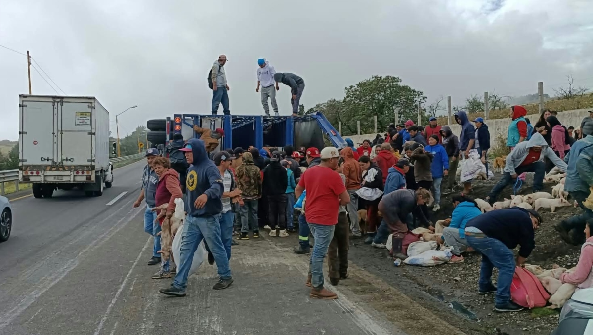 Vuelca camión con lechones en la Puebla-Orizaba: reportan rapiña | Carolina Espinosa