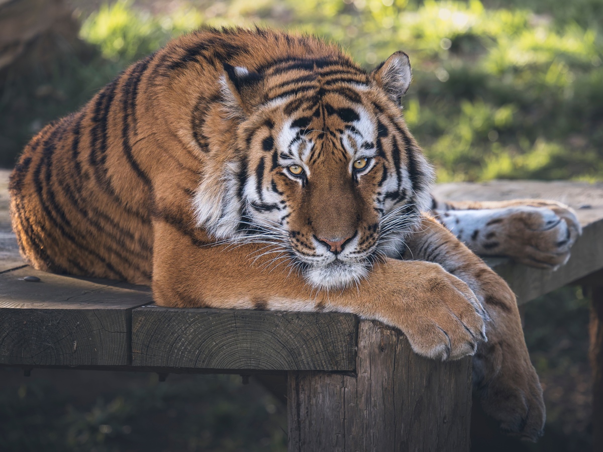 Altai, un tigre de Amur en Yorkshire Wildlife Park. | X: Yorkshire Wildlife Park