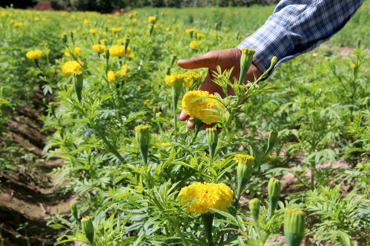 Campos de Cempasúchil en La Laguna. | Foto: Roberto Amaya