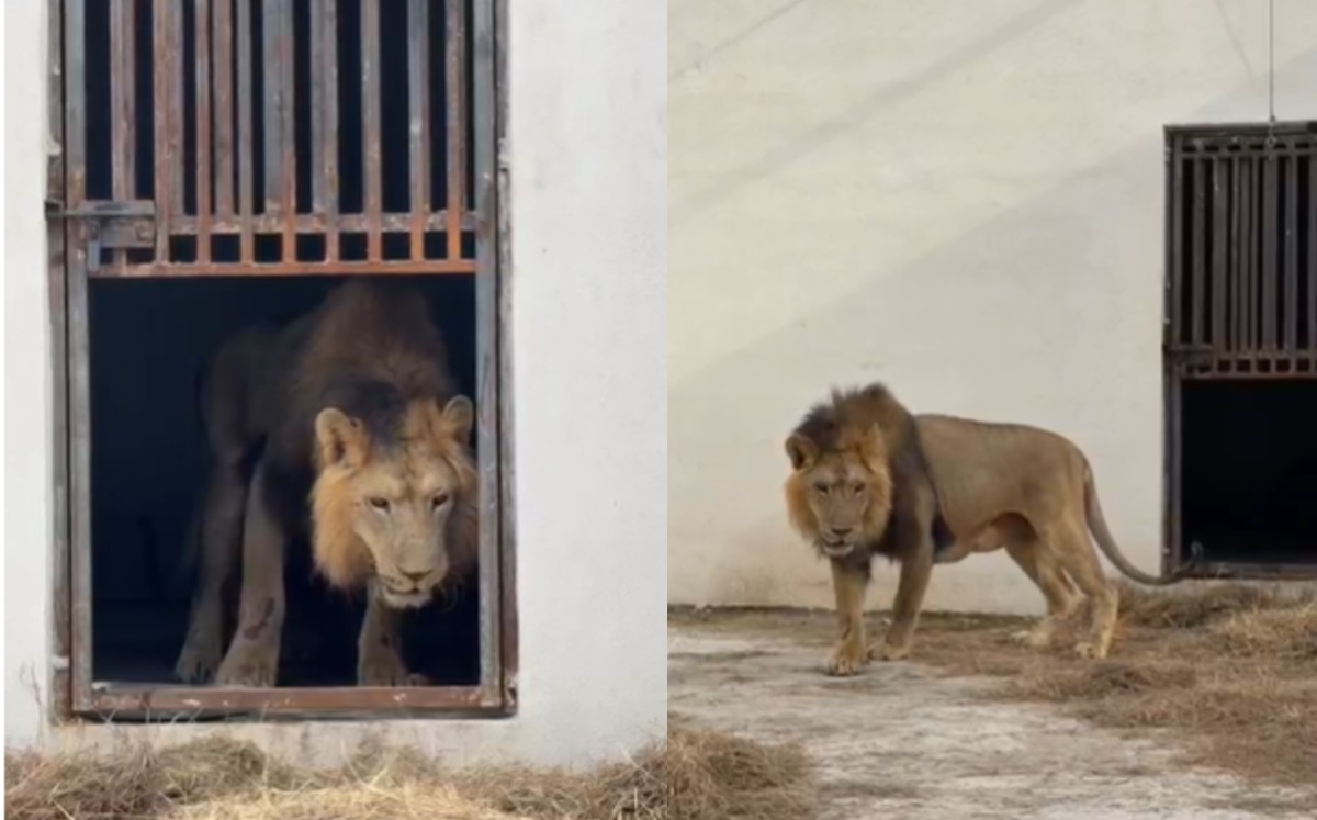 Con cautela, Iván explora por primera vez su recinto en Ecopark Matamoros. | Redes sociales