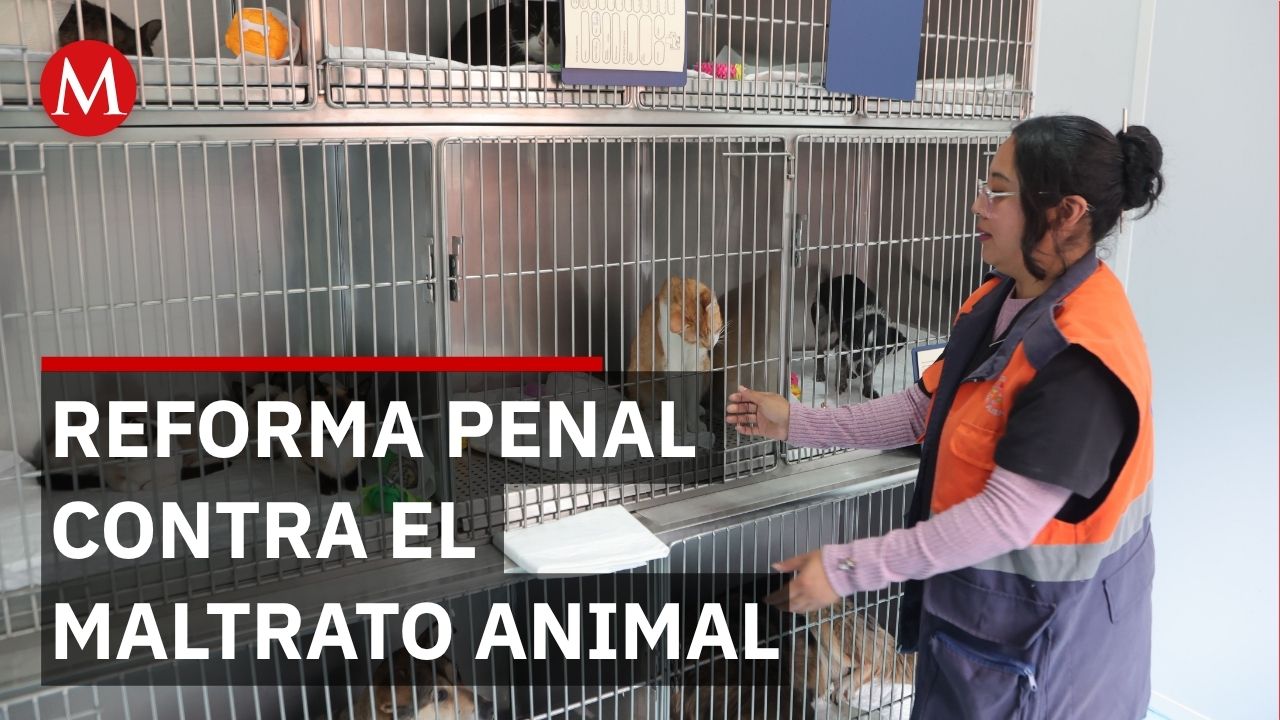 Olivia García Muñoz Ledo pide propuestas ciudadanas para castigar maltrato animal