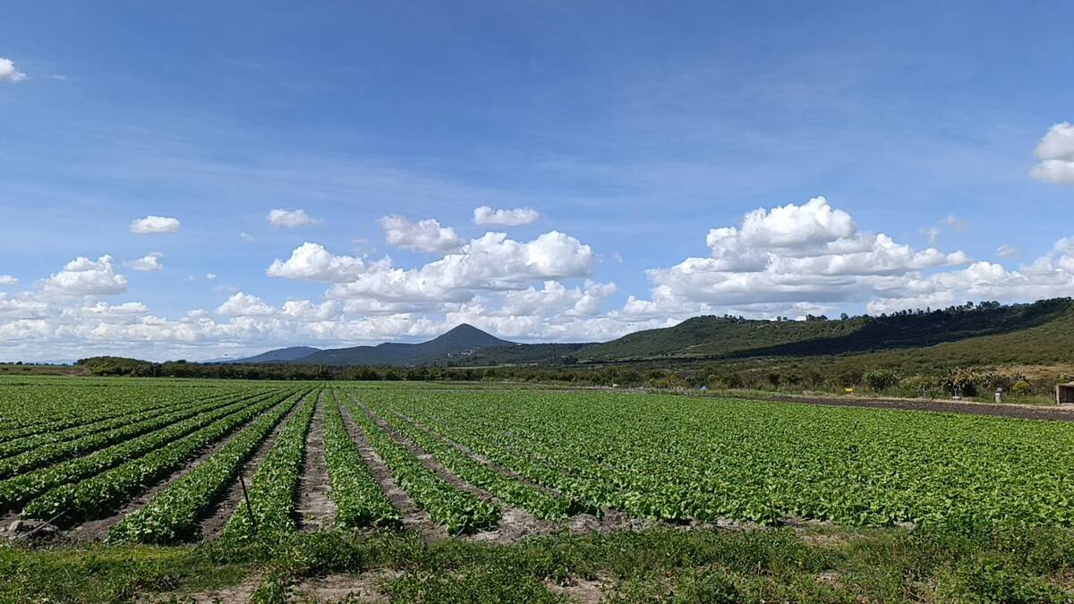 Los proyectos inmobiliarios avanzan en distintas zonas de Querétaro, donde propietarios y compradores denuncian presuntas irregularidades. | Especial