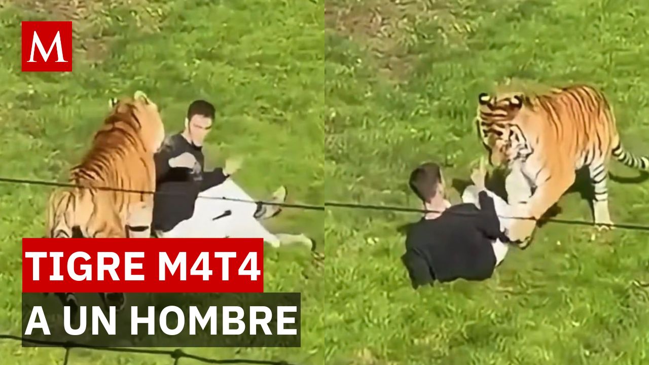 ¡Tragedia en el zoológico! Hombre ingresa voluntariamente a la zona de tigres y muere