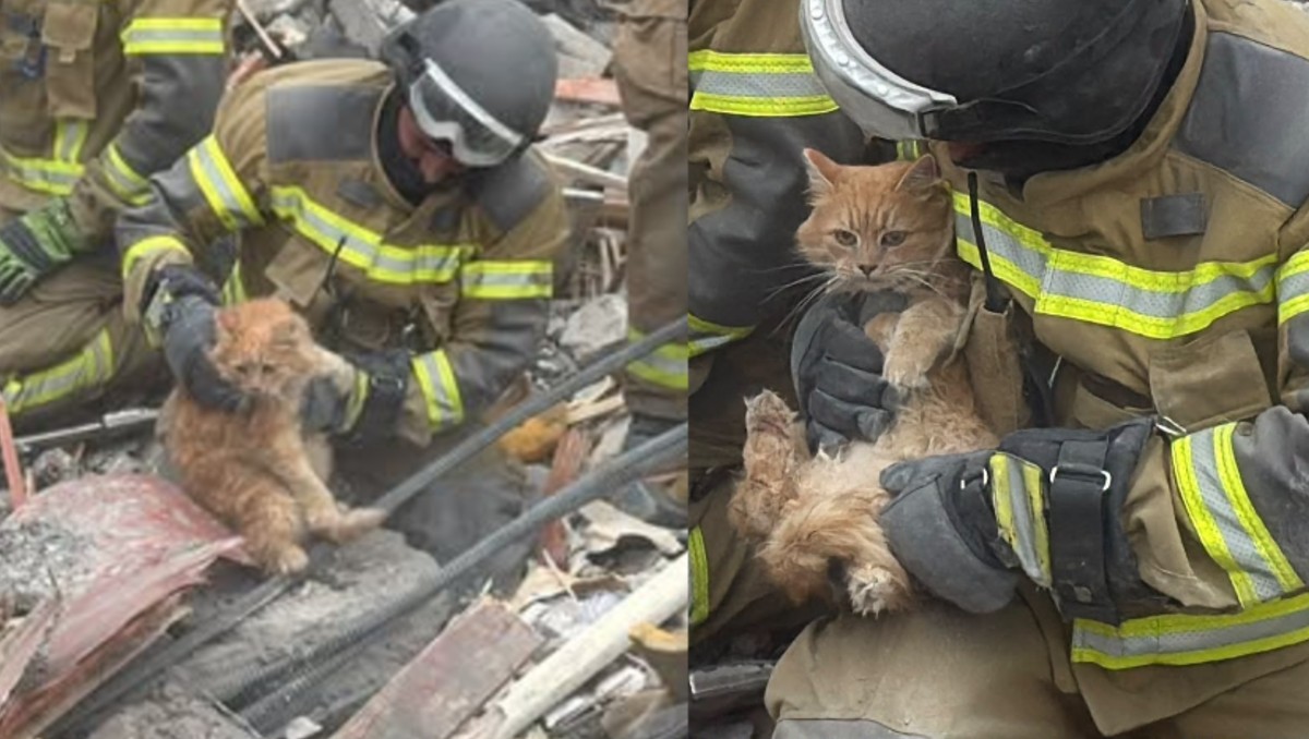 Rescatan a gato ileso de entre los escombros tras ataque aéreo ruso en Ucrania. | Facebook: Representación Oficial del Servicio Estatal de Emergencias
