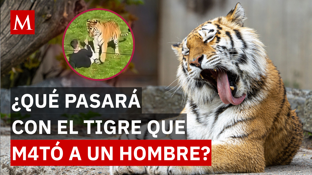 Revelan qué pasará con el tigre que atacó a un hombre en un zoológico de Inglaterra