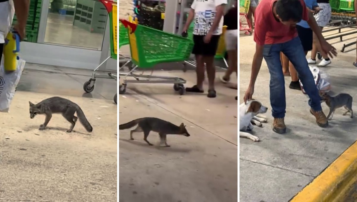 La zorra gris fue captada mientras deambulaba en el estacionamiento de un Bodega Aurrera de Cancún. | Foto: Especial