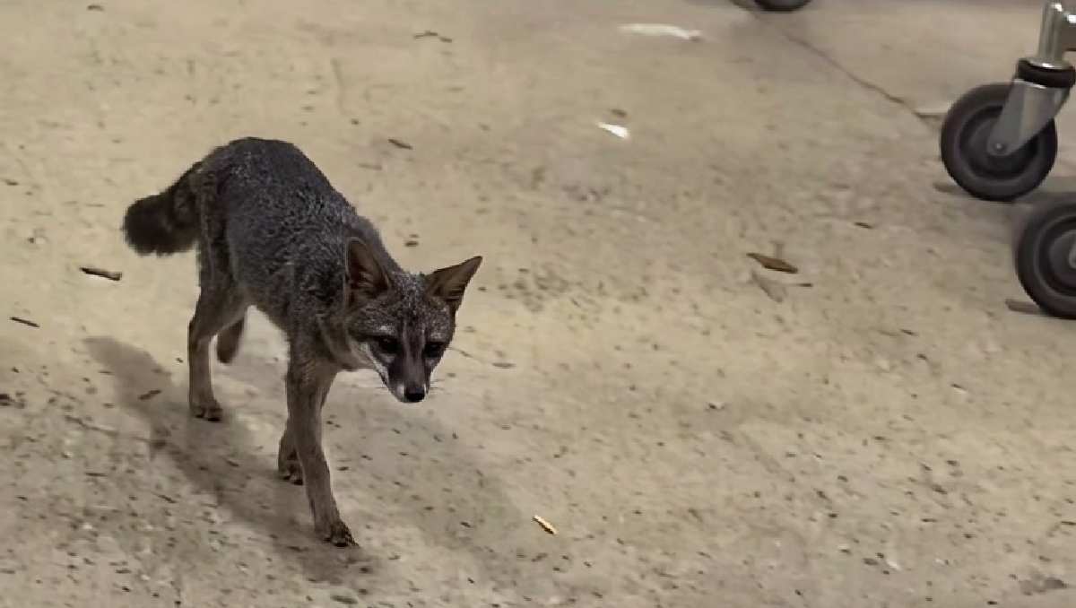 La zorra gris fue captada en las inmediaciones de un supermercado de Cancún. | Foto: RRSS intervenida con IA