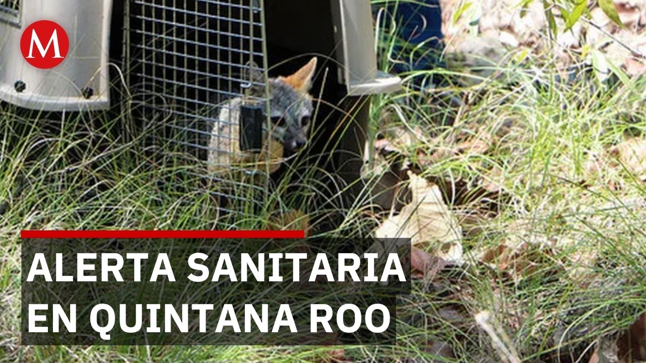 Zorra gris en estacionamiento activa alerta sanitaria en Quintana Roo