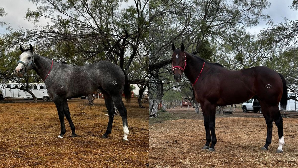 Cuadra San Dibanh, dedicada a las carreras de caballos, tiene su base en Anáhuac, Nuevo León | Especial
