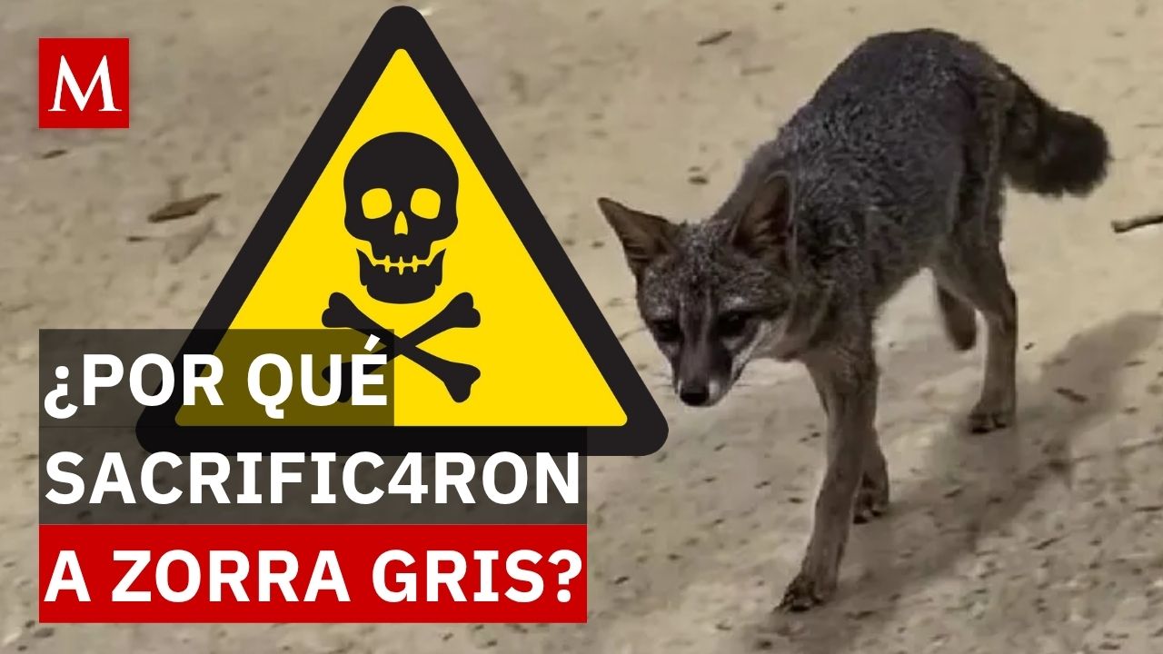 ¿Era obligatorio sacrificarla? Esto dice la norma tras el caso de rabia en Cancún