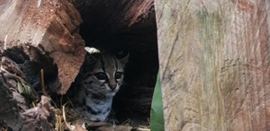 El felino en peligro de extinción que aprendió a cazar para volver a la libertad