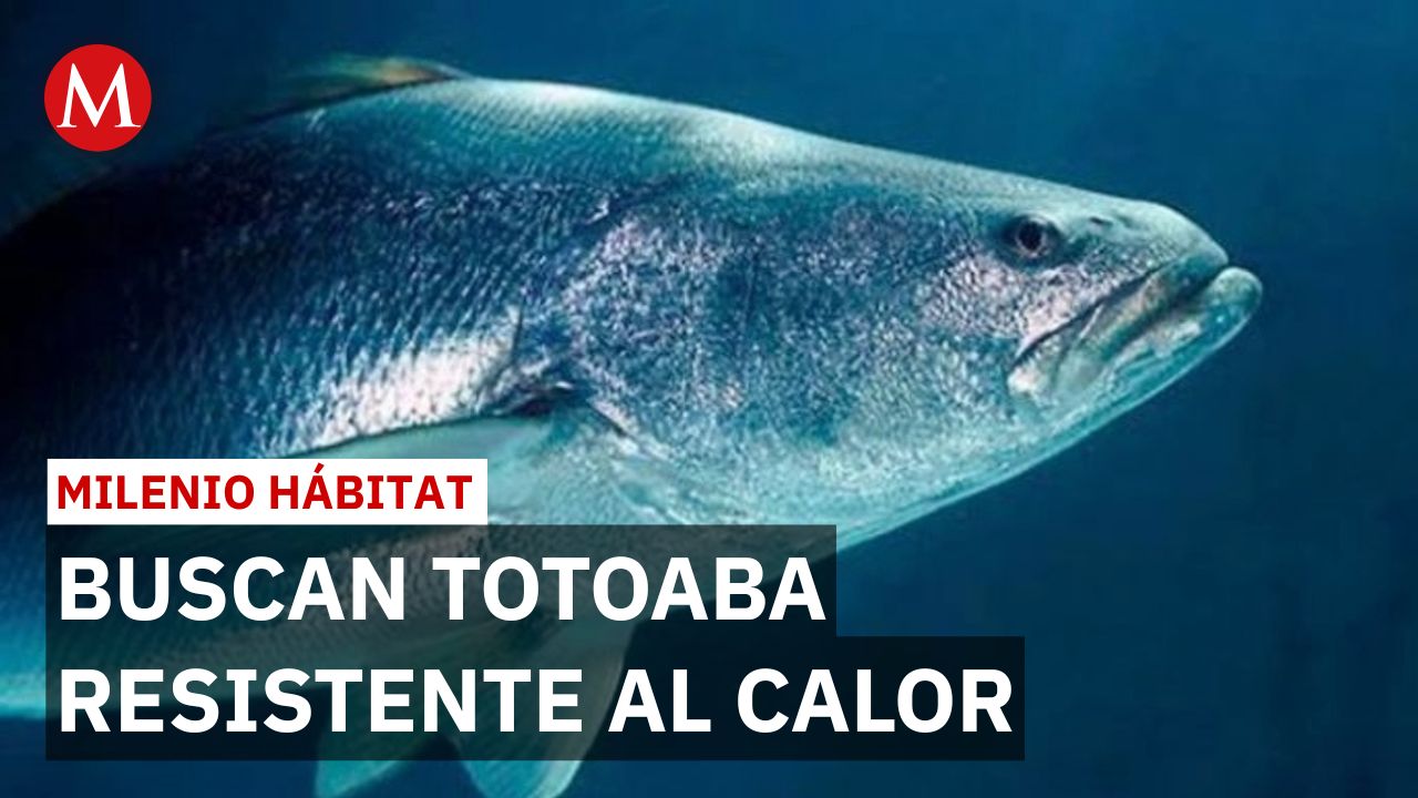Calentamiento del mar eleva temperatura y amenaza a la totoaba | Milenio Hábitat