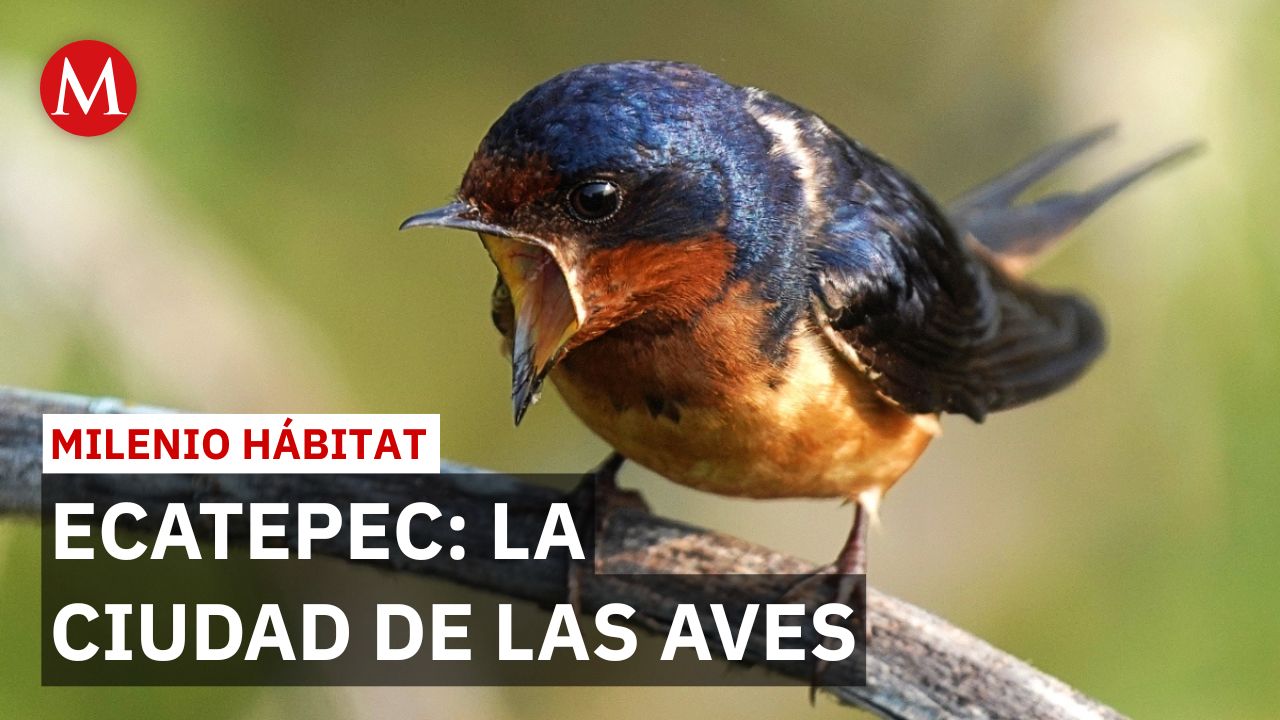 Ecatepec recibe nombramiento como Ciudad de las Aves | Milenio Hábitat