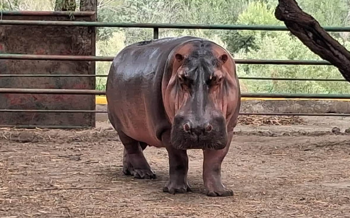 Gloria es una hipopótamo que se encuentra en Quinta La Fauna, zoológico con balneario y áreas verdes en Reynosa. | Facebook: Quinta La Fauna