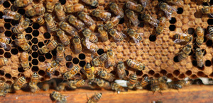 Apicultores de La Laguna alertan sobre la disminución de abejas y llaman a proteger a los polinizadores.