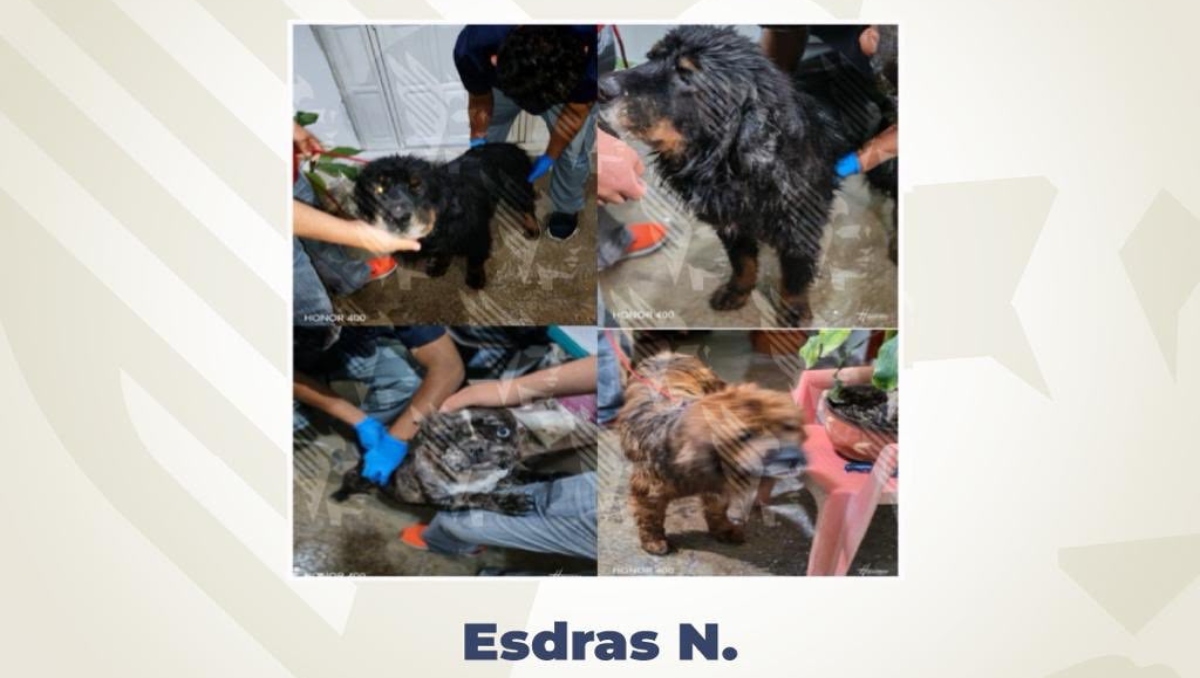 Maltrato animal: vinculan a proceso a Esdras por agredir a perros | Especial