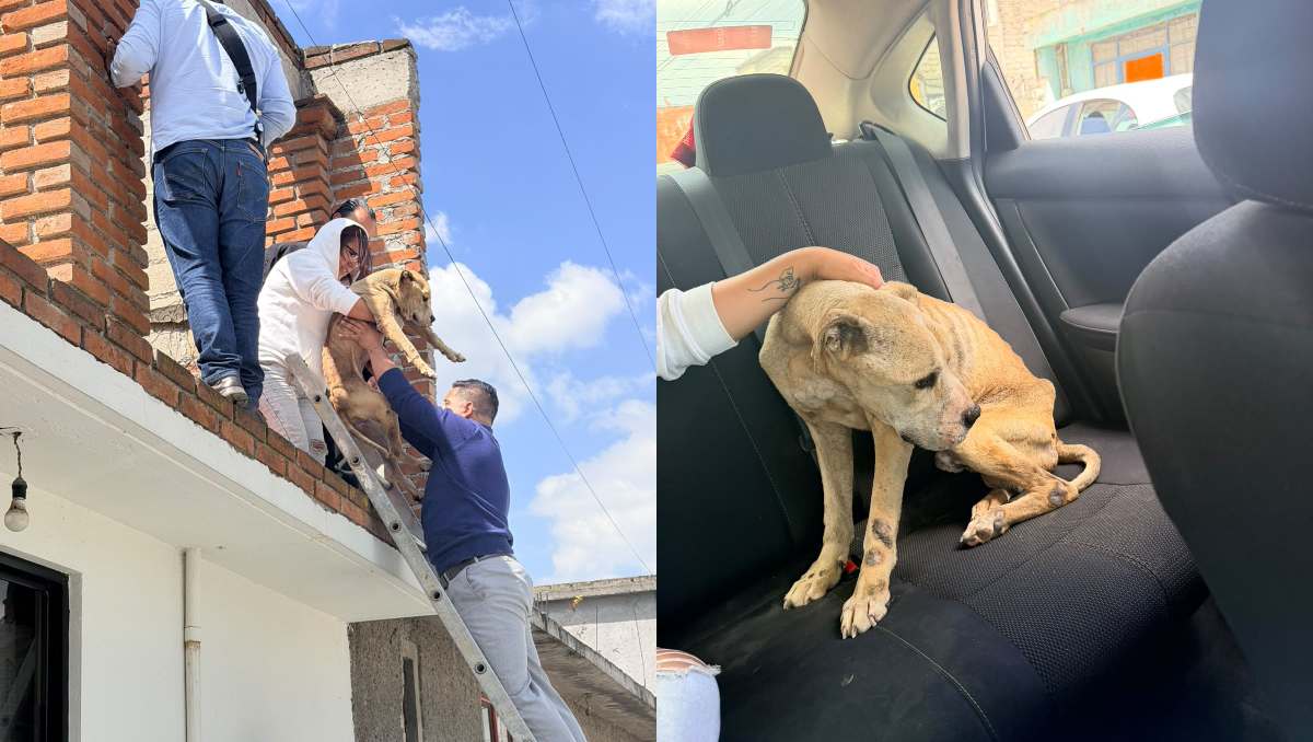 El perro presentaba diversas lesiones en la piel cuando lo rescataron. | Foto: Especial