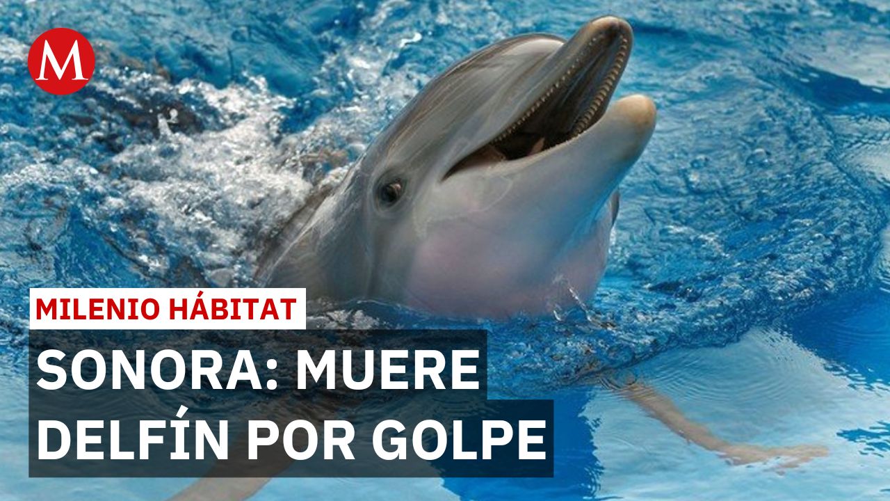 Profepa confirma que la delfín 'Moana' murió por un golpe | Milenio Hábitat