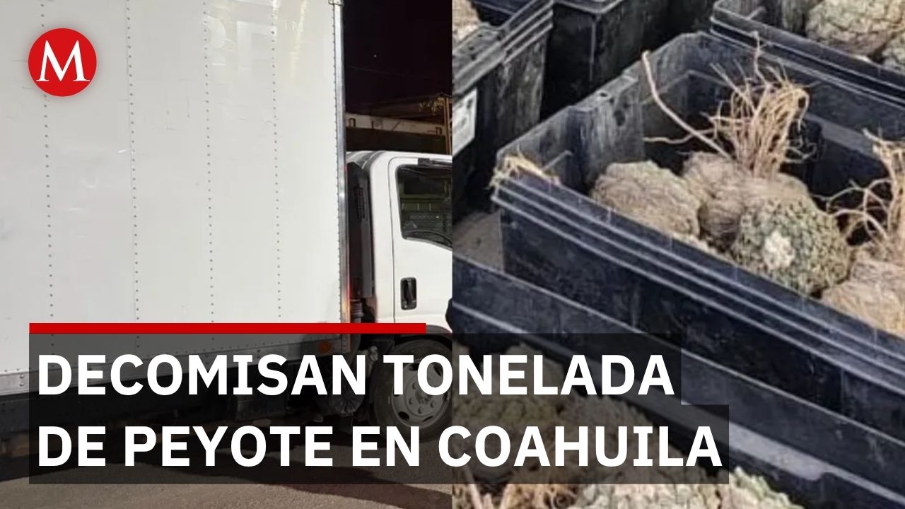 Fiscalía investiga a hombre por tráfico de una tonelada de 'peyote' en Coahuila