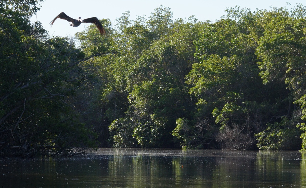 Manglares en la Laguna de Manialtepec. (Wikimedia Commons)
