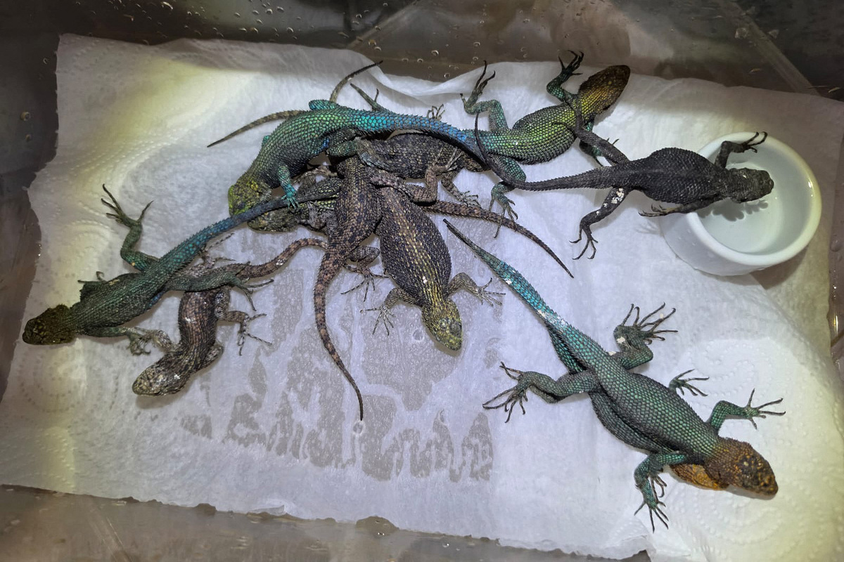 Reptiles descubiertos hace tres semanas en el equipaje de un hombre que viajaba a Colonia desde Ciudad de México. | AFP