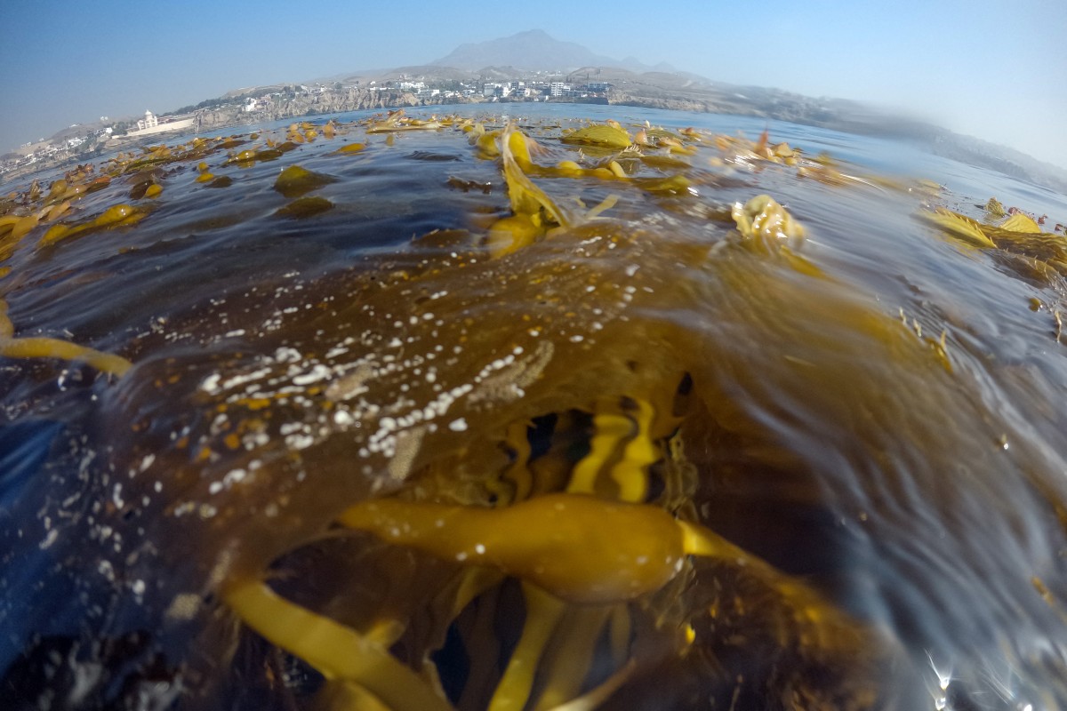 Trasplantan algas gigantes en Baja California | Foto: AFP