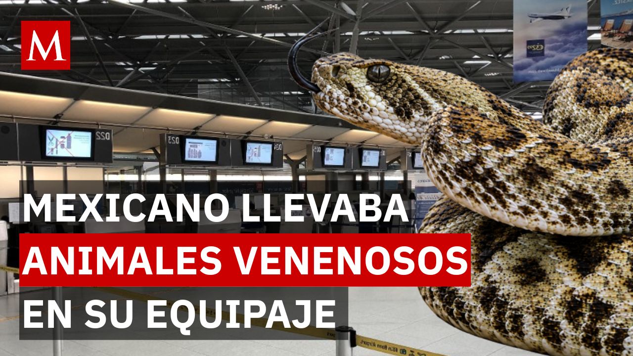 Entre calcetines y champú: así habría ocultado serpientes venenosas para viajar a Alemania