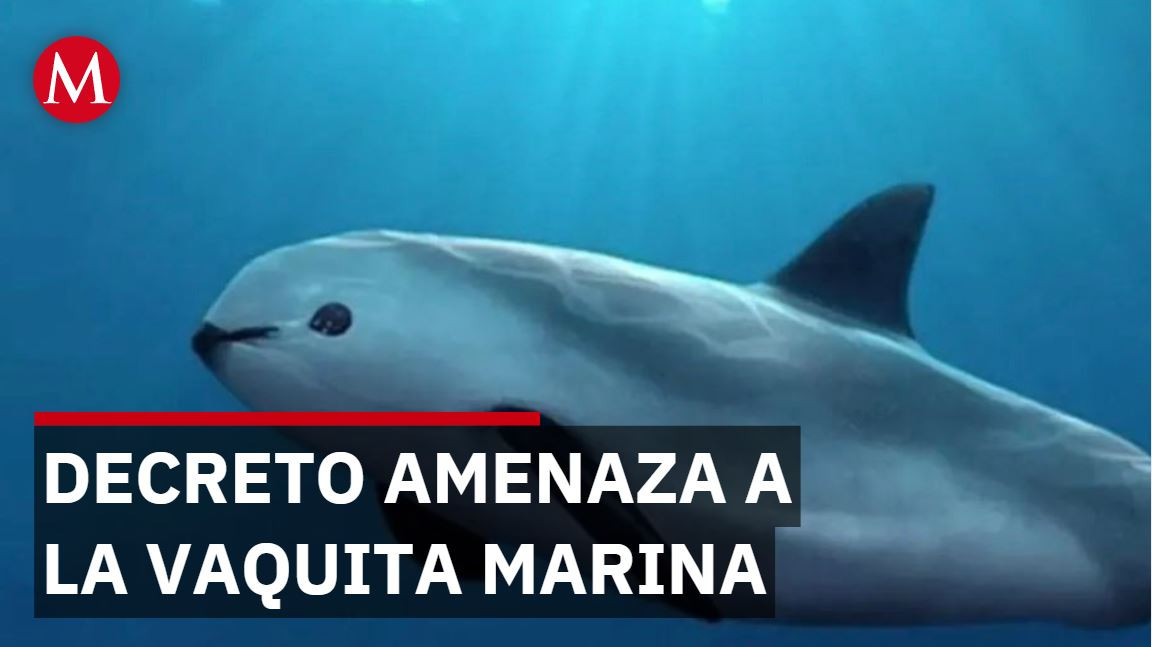 Semarnat enfoca vigilancia de vaquita en zona de tolerancia cero