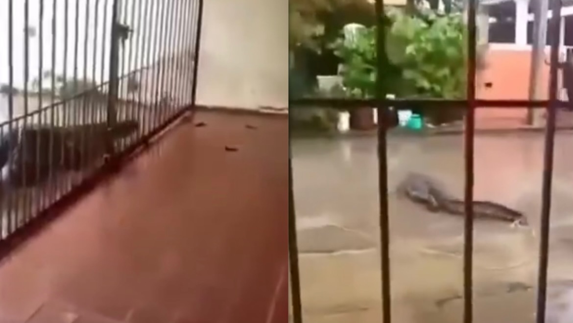 Alerta en Chiapas por cocodrilo | Foto: Especial