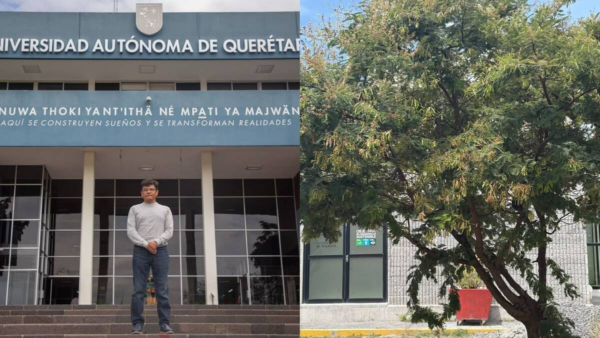 Investigadores estudian el árbol timbe por sus posibles efectos en la producción de insulina | Foto: Blanca Valadez