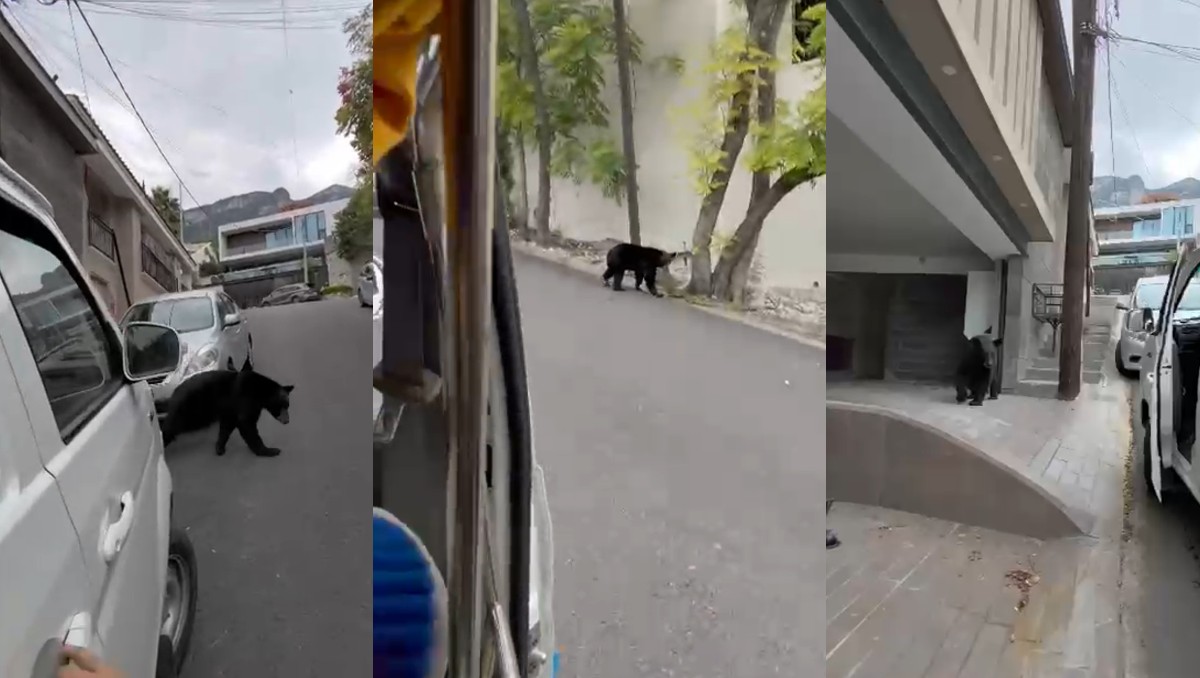 Oso es captado en video por repartidor mientras realizaba entrega de paquete | Especial