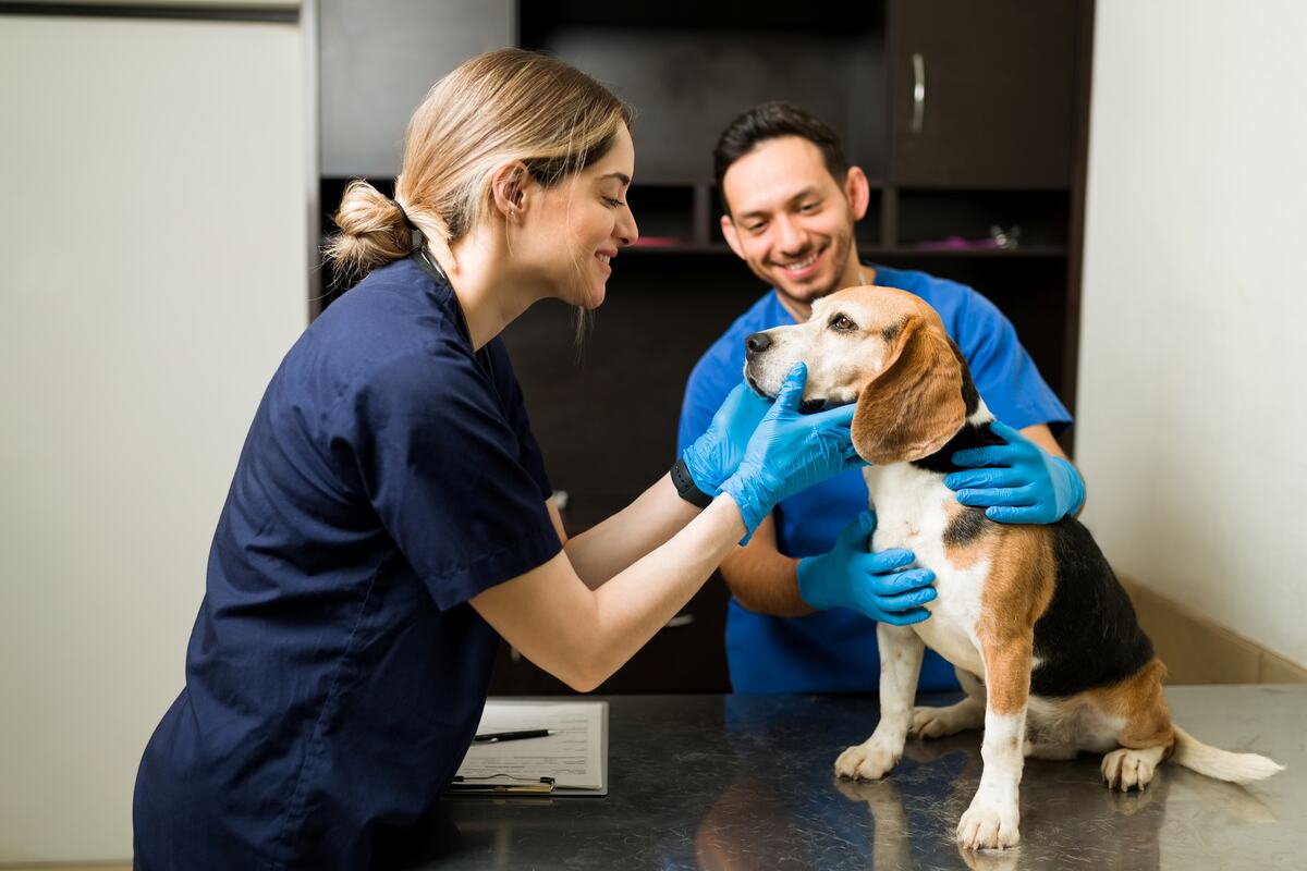 Las pólizas para perros y gatos cubren desde salud hasta responsabilidad civil. Foto: Magnific.