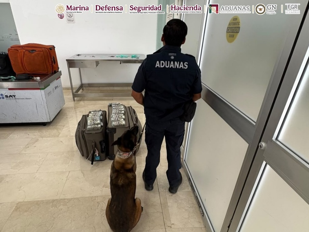 El sensor canino 'Cinta' alertó sobre el equipaje del pasajero que trasportaba el dinero. | Especial