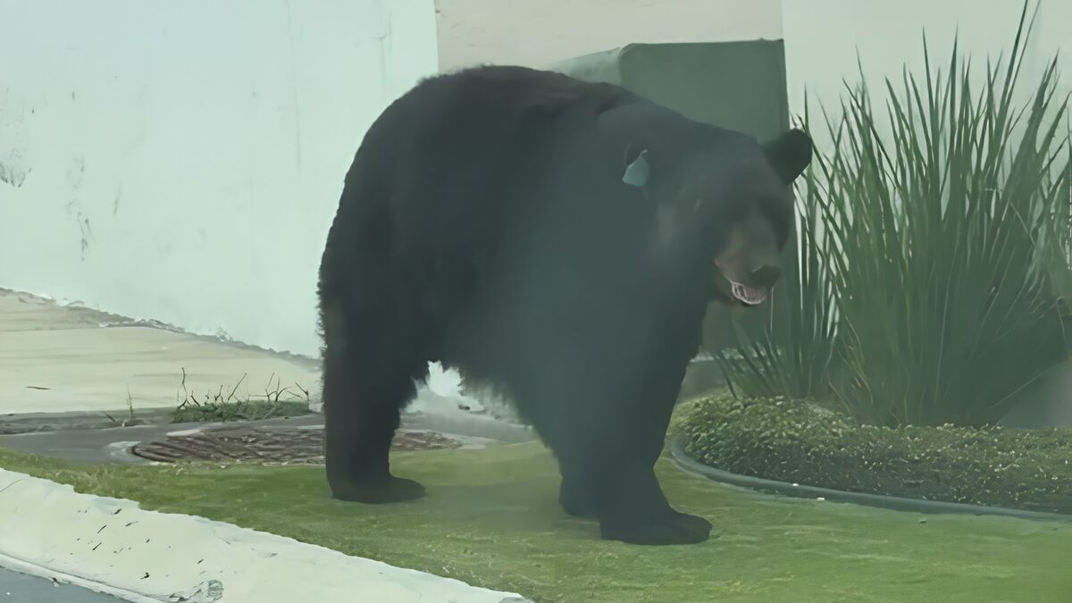 Un automovilista captó al oso caminando junto a los domicilios en la colonia La Rioja, al sur de Monterrey. | Especial