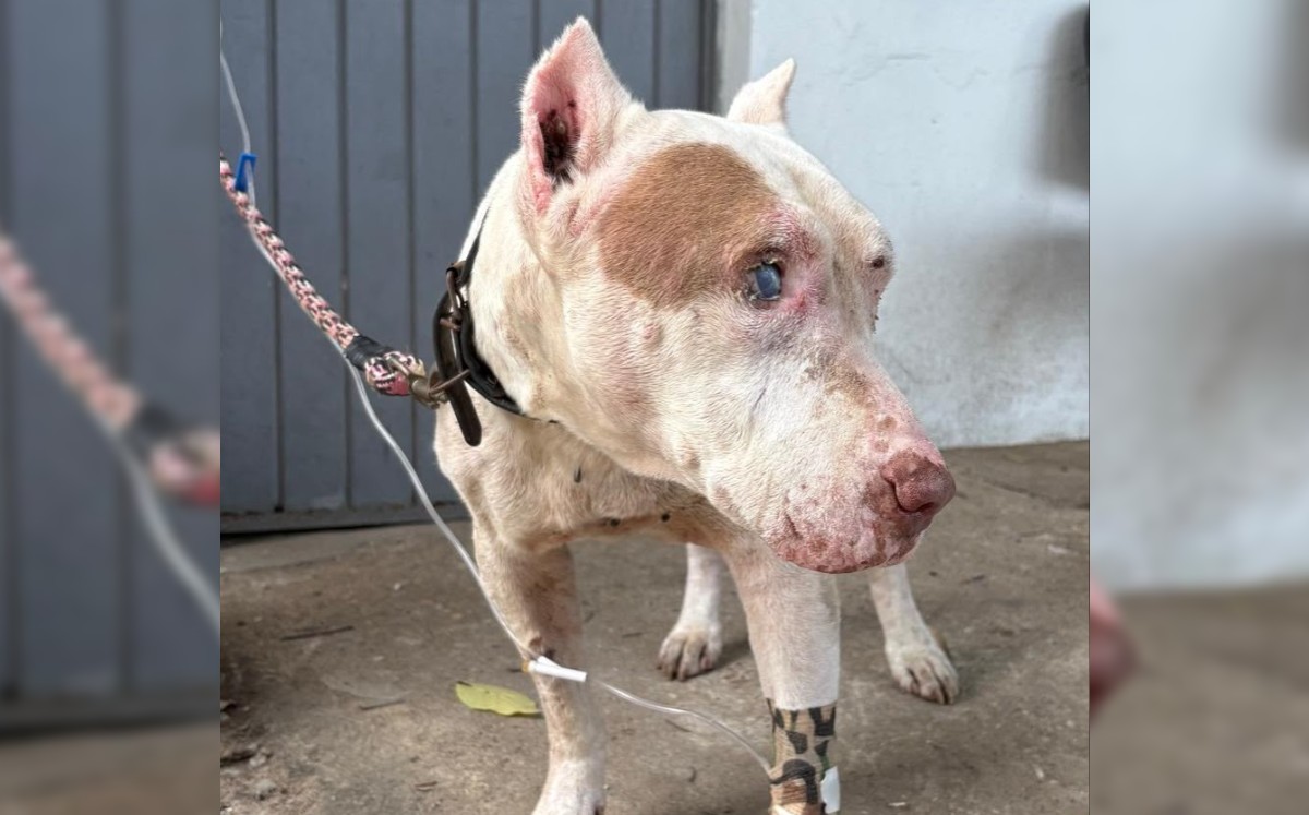 Zeus fue rescatado en la colonia Jardines de Champayán, en Tampico, después de permanecer varios días sin atención tras la muerte de su cuidador.