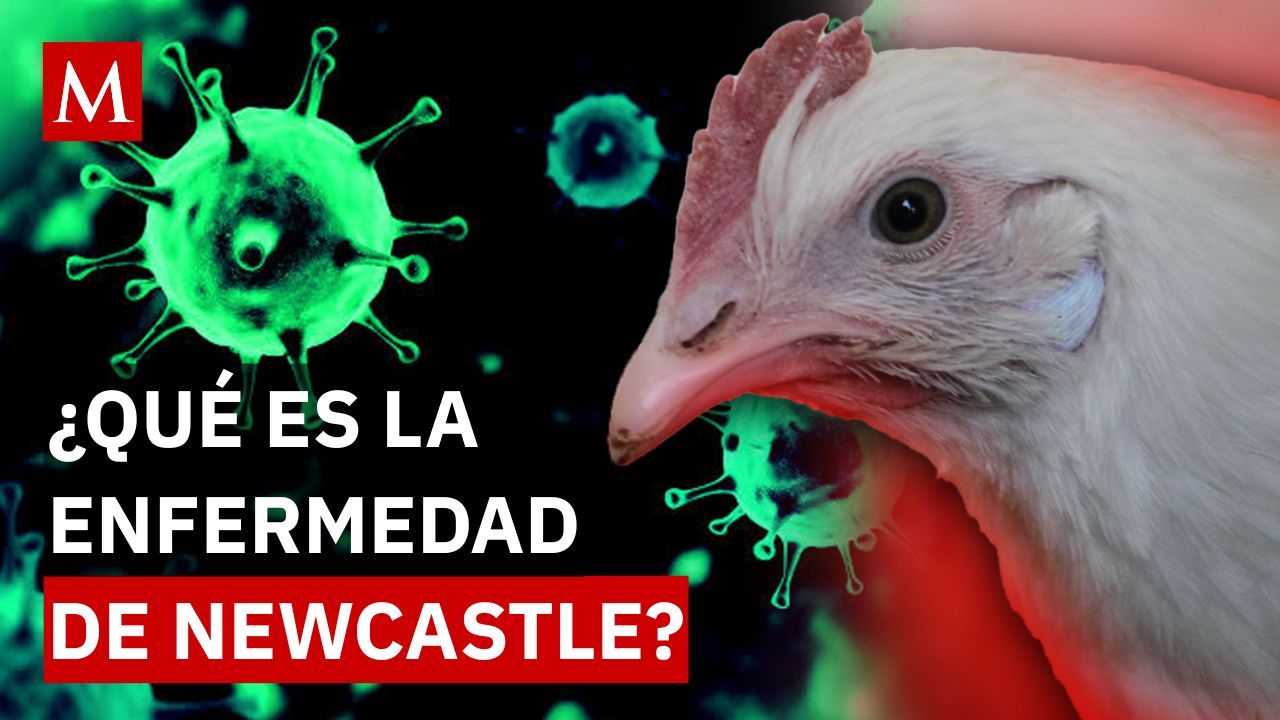Brote de Newcastle: cómo afecta a las aves y por qué México suspendió importaciones