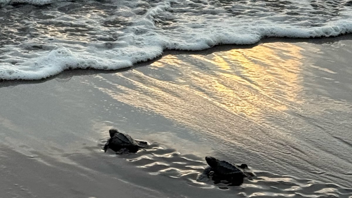 Las crías de tortuga marina regresan al mar como parte de las acciones de conservación de la especie.| Foto:Especial