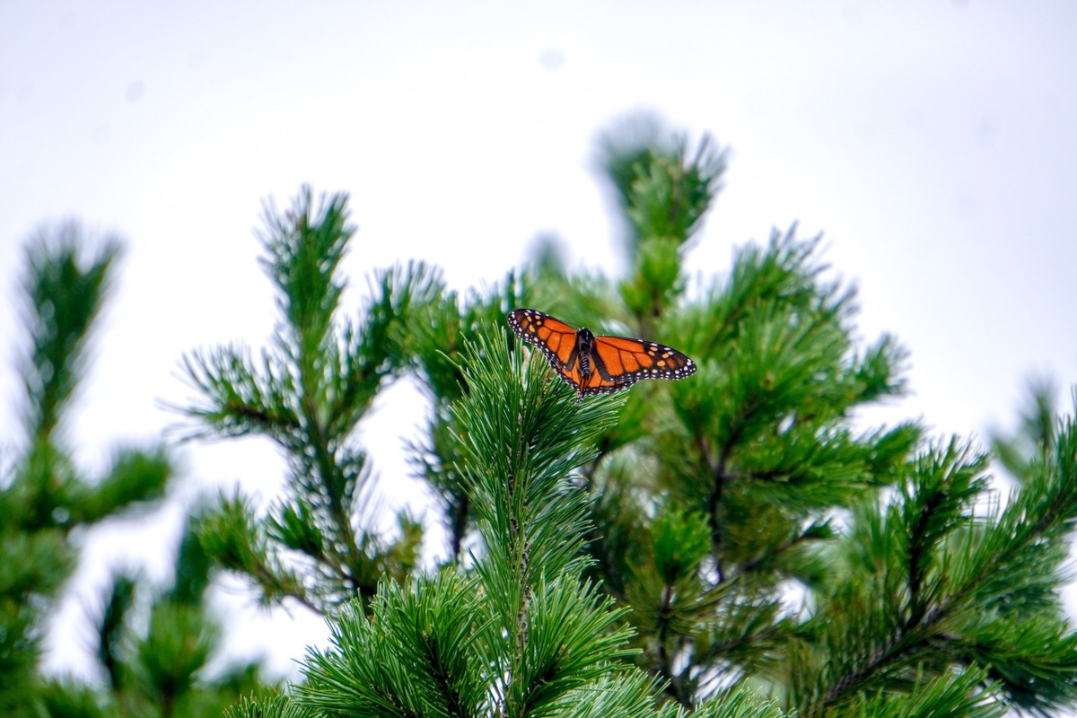 Las mariposas monarca descansaban sobre las ramas de distintos árboles. | Esmeralda García